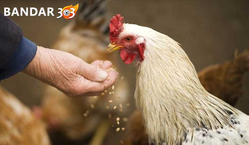Resep Pakan Ayam Bangkok Aduan Agar Tubuhnya Cepat Gemuk