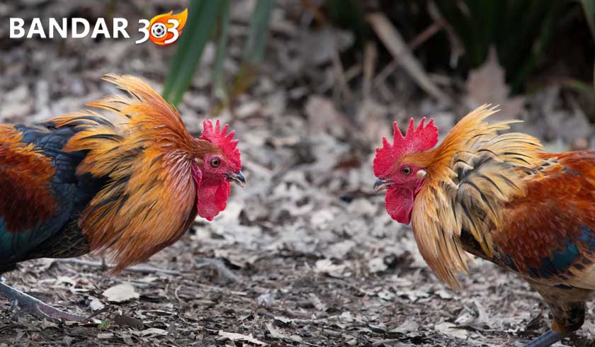 Tips Meningkatkan Kemampuan Bertarung Ayam Bangkok Aduan